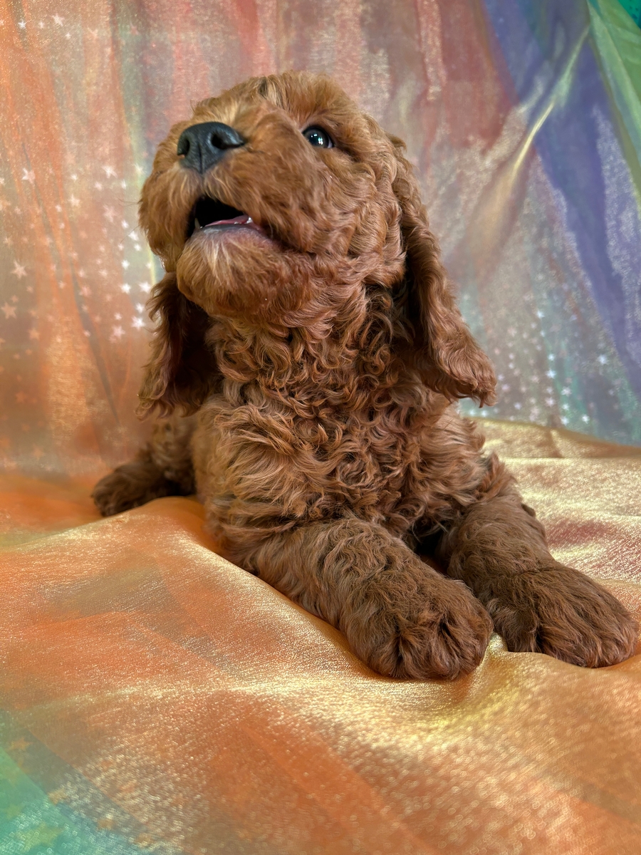 New Lower Price!  Male F1b Mini Goldendoodle Puppy for Sale DOB 10-21-2024